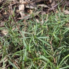 Xerochrysum viscosum (Sticky Everlasting) at Monitoring Site 016 - Revegetation - 21 Aug 2021 by Darcy