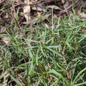 Xerochrysum viscosum at Thurgoona, NSW - 21 Aug 2021 10:59 AM