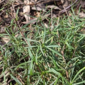 Xerochrysum viscosum at Thurgoona, NSW - 21 Aug 2021