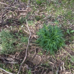 Xerochrysum viscosum at Thurgoona, NSW - 21 Aug 2021 10:59 AM