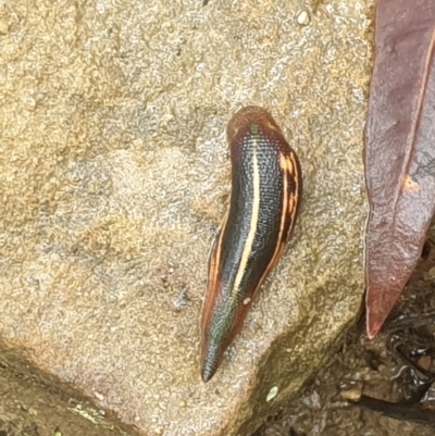 Hirudinidae sp. (family) (A Striped Leech) at Lawson, NSW - 4 Jan 2021 by LD12