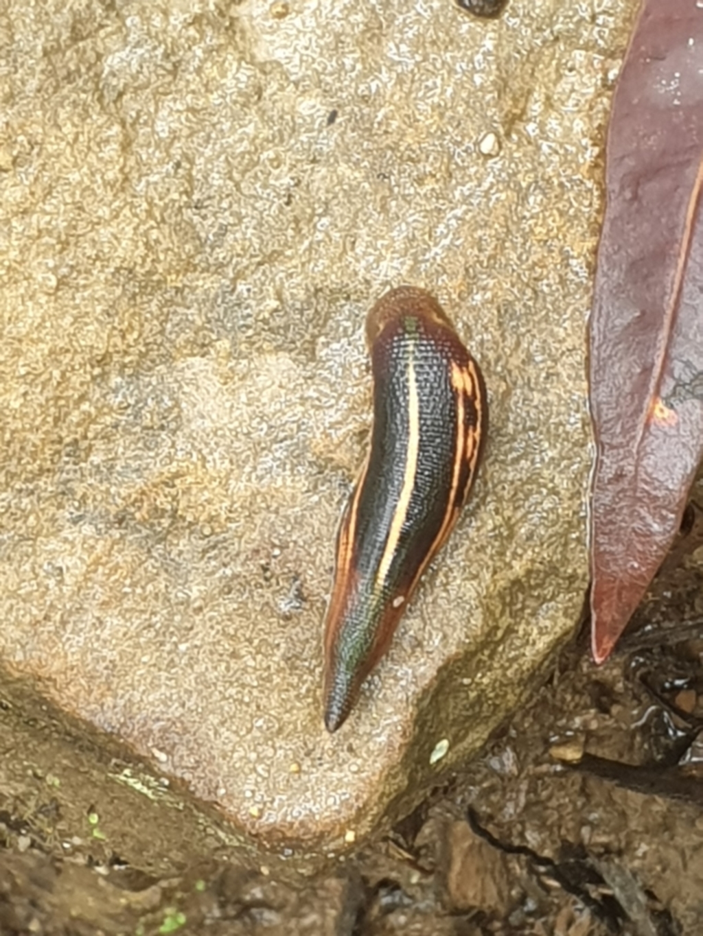 Hirudinidae sp. (family) at Lawson, NSW - 4 Jan 2021