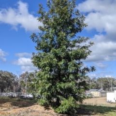 Grevillea robusta (Silky Oak) at Albury - 21 Aug 2021 by Darcy