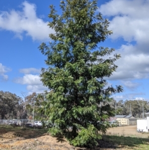 Grevillea robusta at Thurgoona, NSW - 21 Aug 2021 11:00 AM