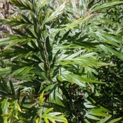 Grevillea robusta at Thurgoona, NSW - 21 Aug 2021 11:00 AM