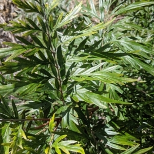 Grevillea robusta at Thurgoona, NSW - 21 Aug 2021 11:00 AM