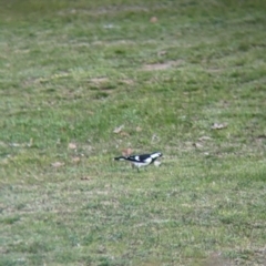 Grallina cyanoleuca (Magpie-lark) at Charles Sturt University - 21 Aug 2021 by Darcy