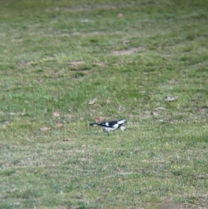 Grallina cyanoleuca at Thurgoona, NSW - 21 Aug 2021