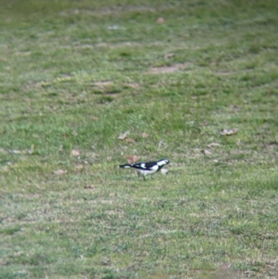 Grallina cyanoleuca (Magpie-lark) at Albury - 21 Aug 2021 by Darcy