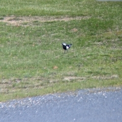 Grallina cyanoleuca at Thurgoona, NSW - 21 Aug 2021 01:55 PM