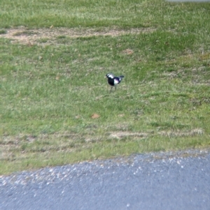 Grallina cyanoleuca at Thurgoona, NSW - 21 Aug 2021 01:55 PM
