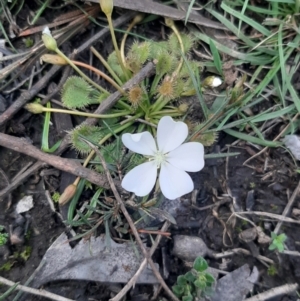 Drosera whittakeri at Cassini, SA - 21 Aug 2021