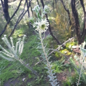 Pimelea octophylla at Cassini, SA - 21 Aug 2021