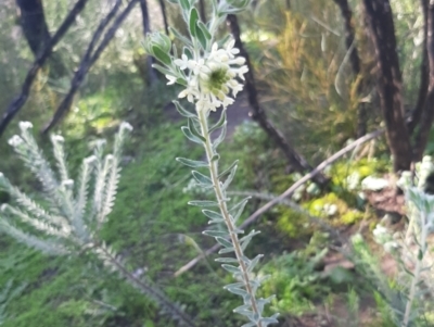 Pimelea octophylla (Wooly Rice-flower) at Cassini, SA - 21 Aug 2021 by laura.williams