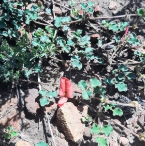 Kennedia prostrata at Cassini, SA - 21 Aug 2021