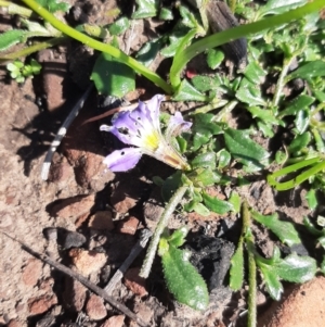 Scaevola aemula at Cassini, SA - 21 Aug 2021