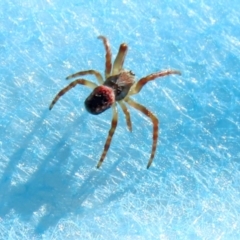 Unidentified Spider (Araneae) at Isabella Pond - 21 Aug 2021 by RodDeb
