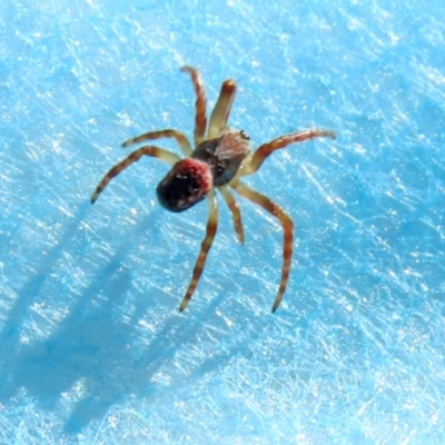 Unidentified Spider (Araneae) at Isabella Pond - 21 Aug 2021 by RodDeb