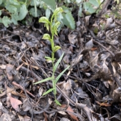 Pterostylis melagramma (Black-stripe Greenhood) at Porky Flat, SA - 16 Aug 2021 by Awycherley