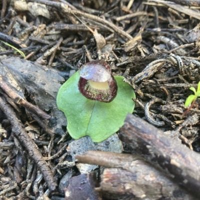 Corysanthes incurva (Slaty Helmet Orchid) by Awycherley