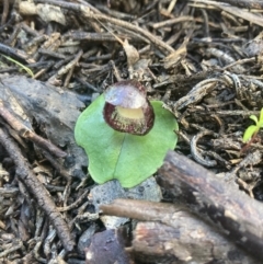 Unidentified Orchid (TBC) at Porky Flat, SA - 16 Aug 2021 by Awycherley
