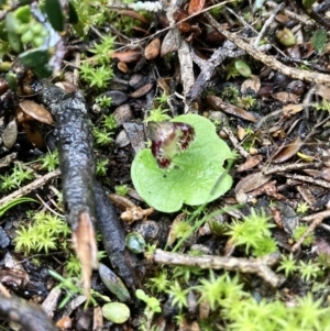 Corybas expansus at Porky Flat, SA - 16 Aug 2021