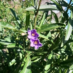 Solanum simile at Cassini, SA - 21 Aug 2021