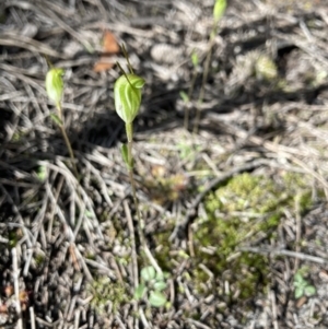 Diplodium nanum (ACT) = Pterostylis nana (NSW) at Porky Flat, SA - suppressed