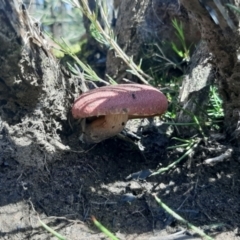 Unverified Cap on a stem; gills below cap [mushrooms or mushroom-like] at Cassini, SA - 21 Aug 2021 by laura.williams