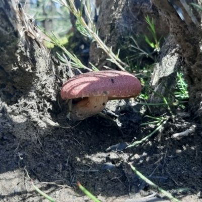 Unverified Cap on a stem; gills below cap [mushrooms or mushroom-like] at Cassini, SA - 21 Aug 2021 by laura.williams