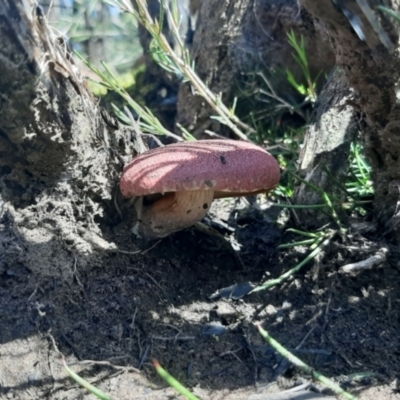 Unidentified Cap on a stem; gills below cap [mushrooms or mushroom-like] at Cassini, SA - 21 Aug 2021 by laura.williams