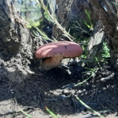 Unidentified Cap on a stem; gills below cap [mushrooms or mushroom-like] (TBC) at - 21 Aug 2021 by laura.williams