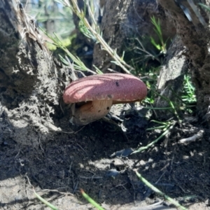 Unidentified Cap on a stem; gills below cap [mushrooms or mushroom-like] (TBC) at suppressed by laura.williams