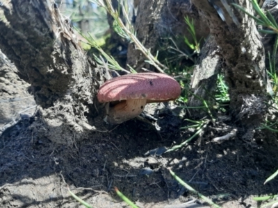Unidentified Cap on a stem; gills below cap [mushrooms or mushroom-like] (TBC) at - 21 Aug 2021 by laura.williams