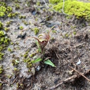 Pterostylis erythroconcha at Porky Flat, SA - 16 Aug 2021