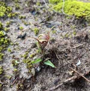Pterostylis erythroconcha at Porky Flat, SA - suppressed