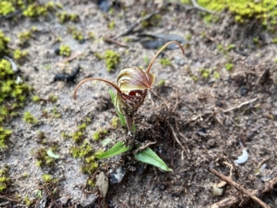 Pterostylis erythroconcha (Red Shell-orchid) at Porky Flat, SA - 16 Aug 2021 by Awycherley