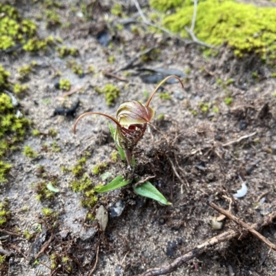 Pterostylis erythroconcha (Red Shell-orchid) at Porky Flat, SA - 16 Aug 2021 by Awycherley