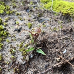 Unidentified Orchid (TBC) at - 16 Aug 2021 by Awycherley
