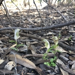 Pterostylis erythroconcha at Porky Flat, SA - suppressed