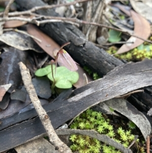 Cyrtostylis robusta at Porky Flat, SA - 16 Aug 2021