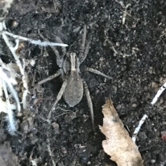 Unidentified Wolf spider (Lycosidae) at Garran, ACT - 15 Aug 2021 by Tapirlord