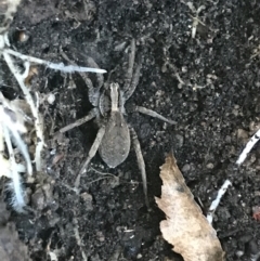 Unidentified Wolf spider (Lycosidae) (TBC) at Garran, ACT - 15 Aug 2021 by Tapirlord