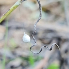 Tamopsis sp. (genus) at Denman Prospect, ACT - 21 Aug 2021