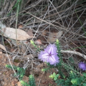 Thysanotus racemoides at Vivonne Bay, SA - 30 Oct 2020