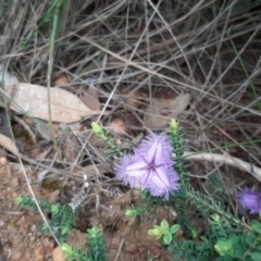 Thysanotus patersonii (Twining Fringe Lily) at Vivonne Bay, SA - 30 Oct 2020 by laura.williams