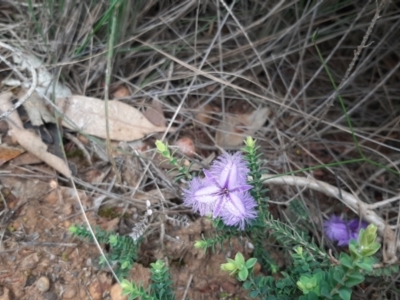 Thysanotus racemoides at Vivonne Bay, SA - 30 Oct 2020 by laura.williams