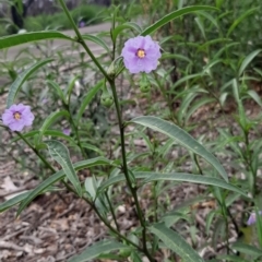 Solanum simile at Flinders Chase, SA - 24 Jan 2021 by laura.williams