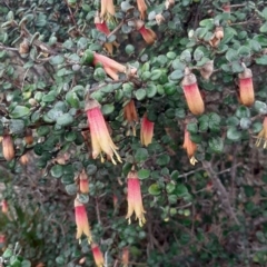 Correa backhouseana var. orbicularis (Round-leaf Correa) at Nepean Bay, SA - 14 Jul 2021 by laura.williams