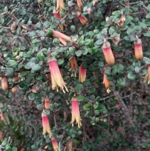 Correa backhouseana var. orbicularis at Nepean Bay, SA - 14 Jul 2021